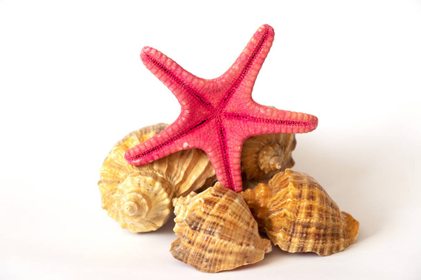 seashells on white background - Photo, Image
