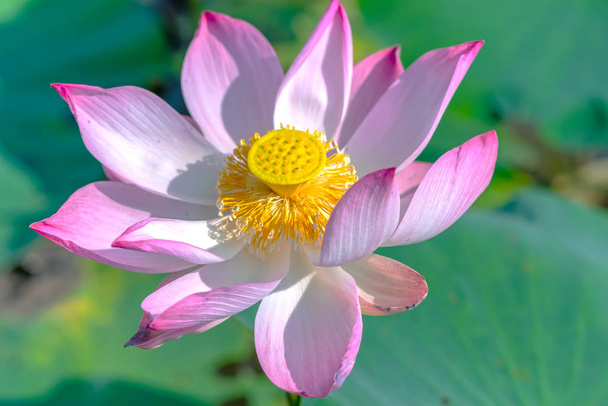Close up de flores de lótus florescendo em um lago ensolarado
 - Foto, Imagem