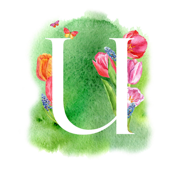 Letter U. A letter of the alphabet with spring flowers, muscari tulips, for invitations, cards, weddings and more. - Fotografie, Obrázek