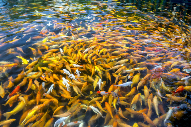 Kleurrijke koi karper of fancy karpervis groep in vijver. Ze glijden in het water een rij spelen wanneer mensen voor voedsel, het was interessant om te kijken ze als een manier om te ontspannen ziel - Foto, afbeelding