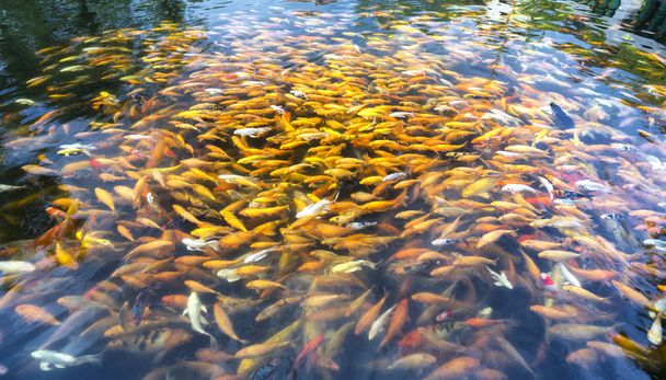 池のカラフルな鯉や派手な鯉の魚のグループ。彼らは食べ物のために人間が遊ぶ列を水の中で滑る、それは魂をリラックスする方法としてそれらを見て興味深かった - 写真・画像