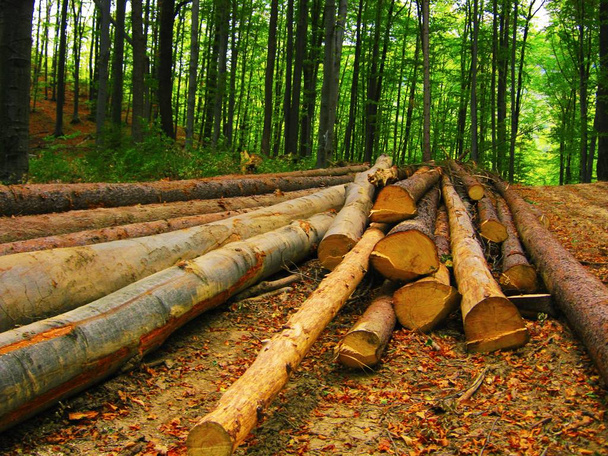 ontbossing, gekapte logs en een oude bulldozer in het bos - Foto, afbeelding