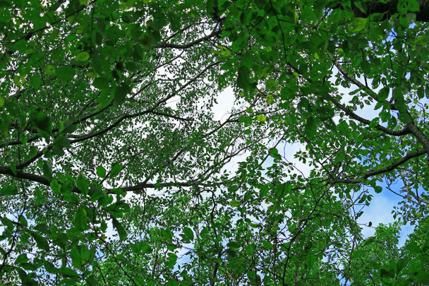 Текстура свежих зеленых листьев в качестве фонового материала
 - Фото, изображение