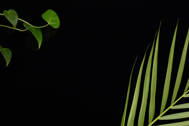 The green leaves on black background. Space for text - Photo, Image