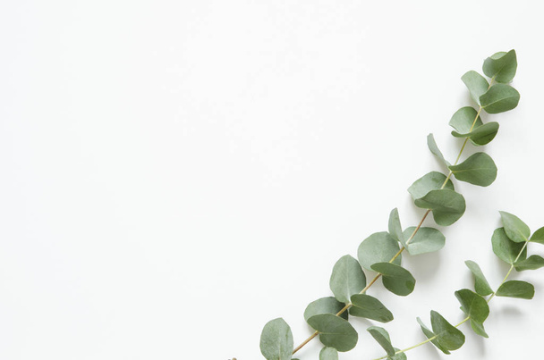 Eucalyptus leaves on white background. Flat lay, top view, copy space - Fotoğraf, Görsel