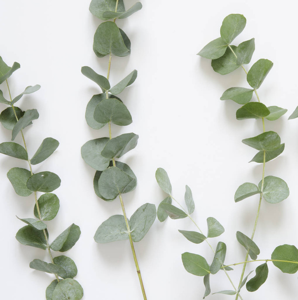 Eucalyptus leaves on white background. Flat lay, top view, copy space - Foto, Imagen