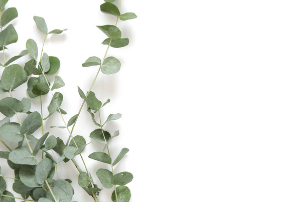 Eucalyptus listy na bílém pozadí. Plochá ležel, horní pohled, kopie prostor - Fotografie, Obrázek
