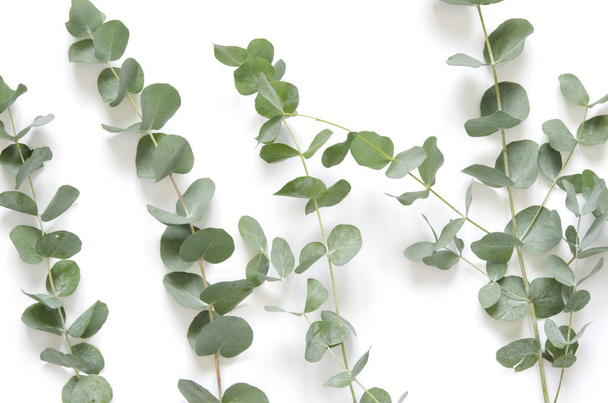 Les feuilles d'eucalyptus sur fond blanc. Pose plate, vue du dessus, espace de copie
 - Photo, image