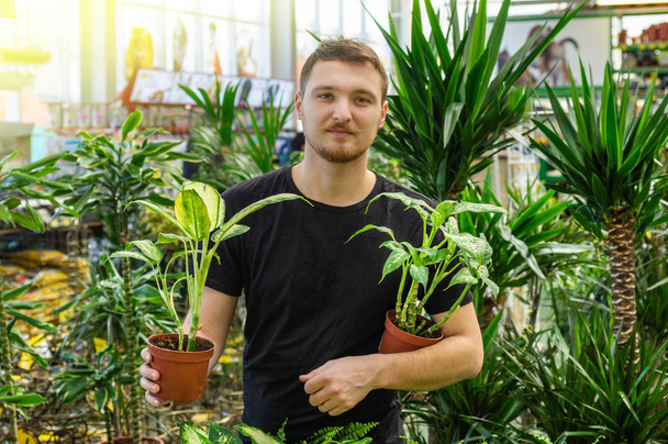 Beautiful male customer chooses ficus plants in the retail store. Gardening In Greenhouse.  - Foto, Imagem