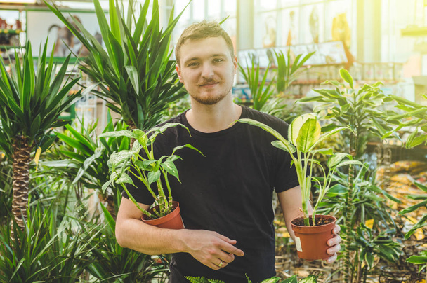 Beautiful male customer chooses ficus plants in the retail store. Gardening In Greenhouse.  - Photo, Image