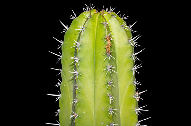 Cereus cactus - Foto, Imagen