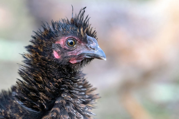 Porträt der borstigen schwarzen Henne auf dem schönen unscharfen Hintergrund - Foto, Bild
