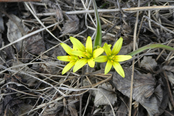 First yellow flowers in the spring field. Flowers bow goose yellow buds - Photo, Image