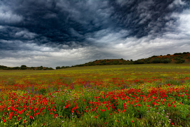 Dzikie pola z kwiatami - Zdjęcie, obraz