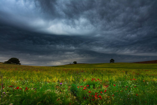 Fields of cereals under the storm - Photo, Image