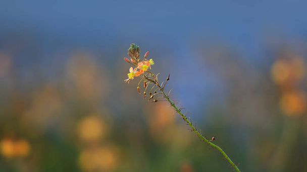 Drobné žluté květiny proti modrému nebi - Fotografie, Obrázek
