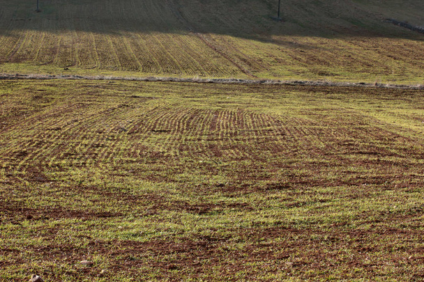 πεδίο καλλιεργημένο σιτάρι άνοιξη - Φωτογραφία, εικόνα