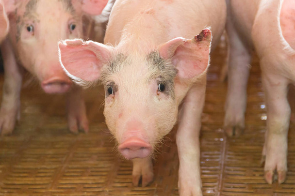 incubatório de suínos para consumo de carne de suíno no campo
 - Foto, Imagem