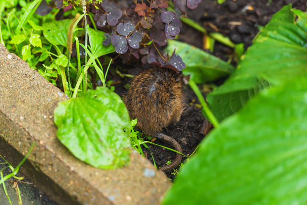 Bruine rat graven in de grond. Tuin na regen. Rat op de achtergrond van natte planten. Grote natte groene bladeren. - Foto, afbeelding