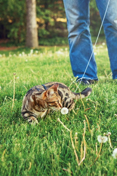 Beautiful tabby striped cat with green yellow eyes sitting in grass outside sniffing dandelion. Animal owner taking his domestic feline pet for walk outdoors on summer day.  - Photo, Image