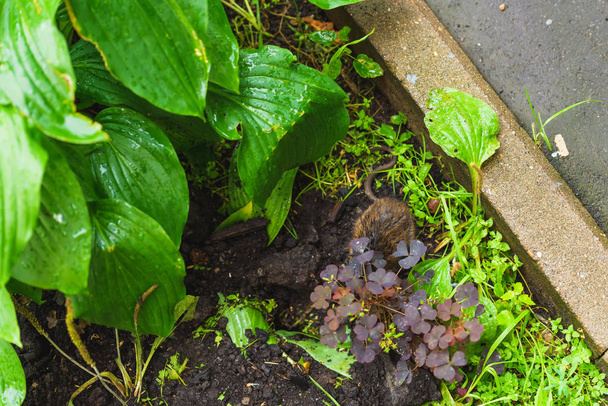 Rat brun creusant dans le sol. Jardin après pluie. Rat sur fond de plantes humides. Grandes feuilles vertes humides
. - Photo, image