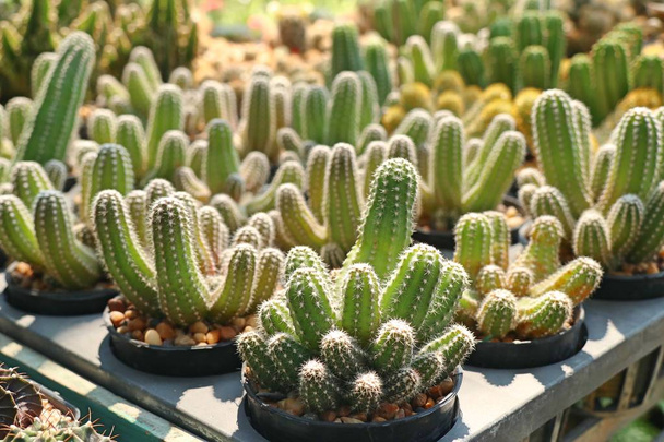 Kaunis kaktus myytävänä
 - Valokuva, kuva
