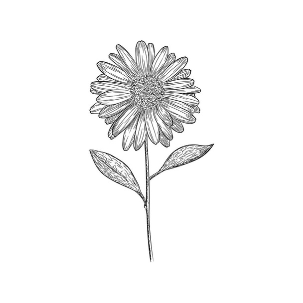 Sunflower illustration vector design  - Вектор,изображение