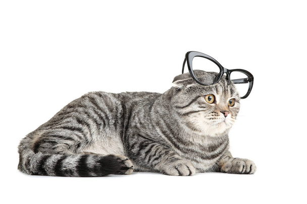 Cute cat with glasses isolated on white background - Valokuva, kuva