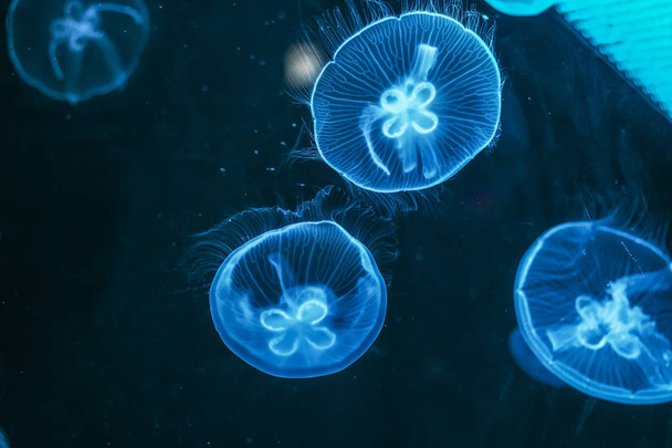 Glowing jellyfish close-up in the aquarium blue color - Foto, afbeelding