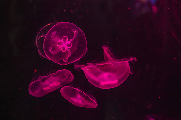 Glowing jellyfish close-up in the aquarium pink color - 写真・画像