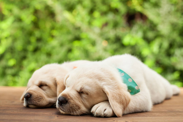 Filhotes Labrador deitado lado a lado, dormindo no convés de madeira
 - Foto, Imagem