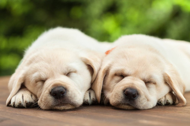Lindos cachorros labradores durmiendo en cubierta de madera - en follaje verde
 - Foto, imagen
