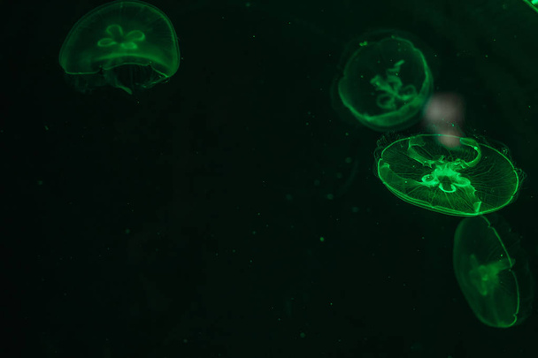 Glowing jellyfish close-up in the aquarium green color - Fotoğraf, Görsel