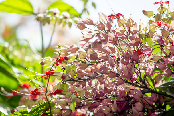 Clerodendrum speciosum Dombr red-purple, like the sunPopularly planted as a wooden arch - Photo, Image