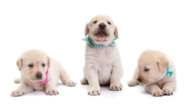 Cães de cachorro labrador bonito com lenços coloridos isolados em branco
 - Foto, Imagem