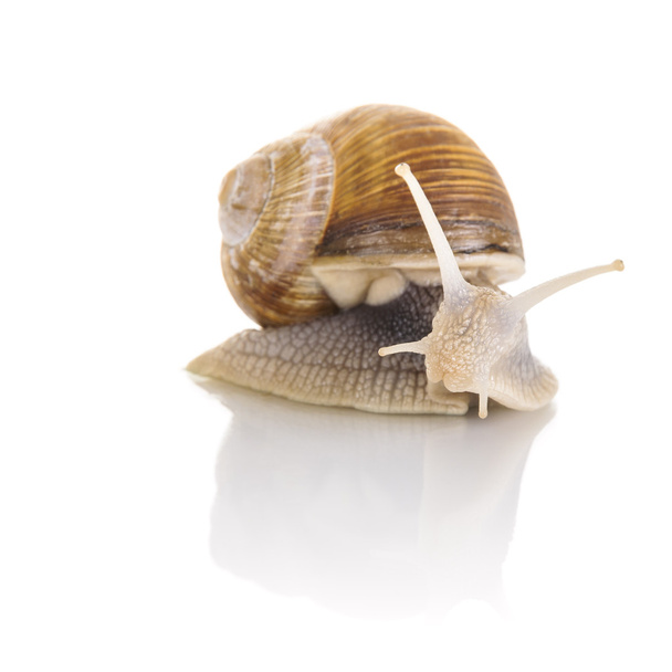 Garden snail - Φωτογραφία, εικόνα