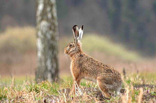 フィールドに座っている野生の茶色ウサギ - 写真・画像