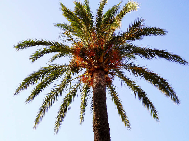 Palm tree with branches and leaves in the bay of the capital of Cadiz, Andalusia. Spain. Europe. - Photo, Image