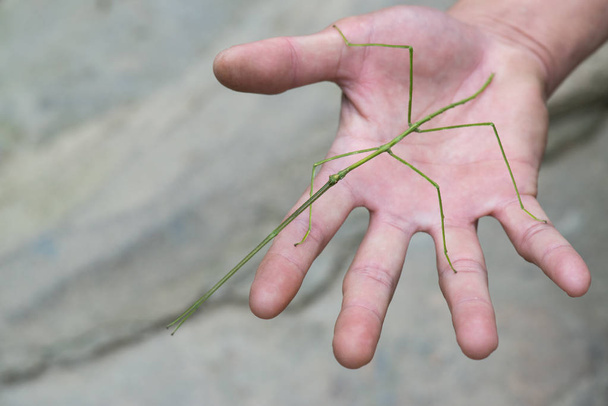  insecto en la mano humana en el fondo, de cerca
 - Foto, imagen