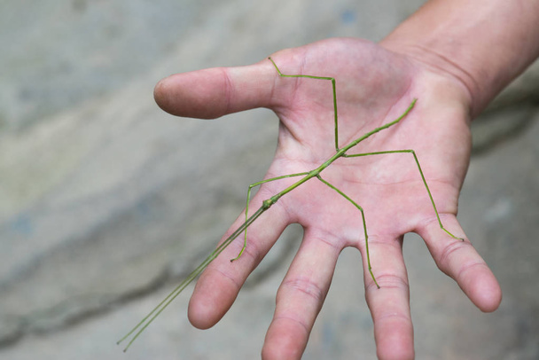  насекомое на человеческой руке на заднем плане, крупным планом
 - Фото, изображение