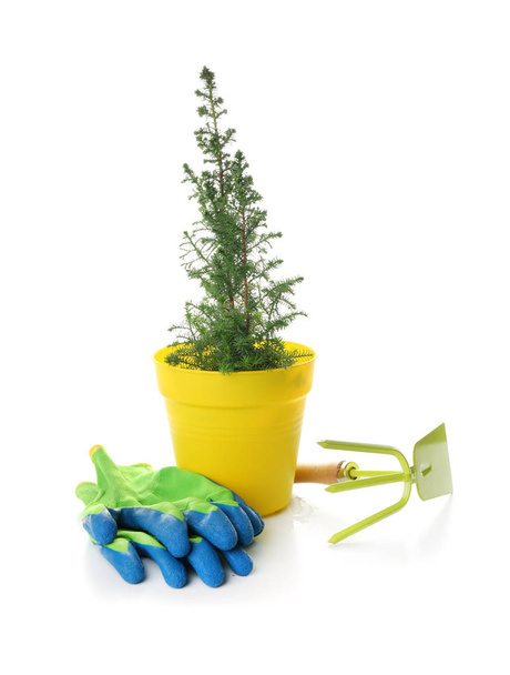 Plant in pot, gloves and gardening tool on white background - Photo, Image
