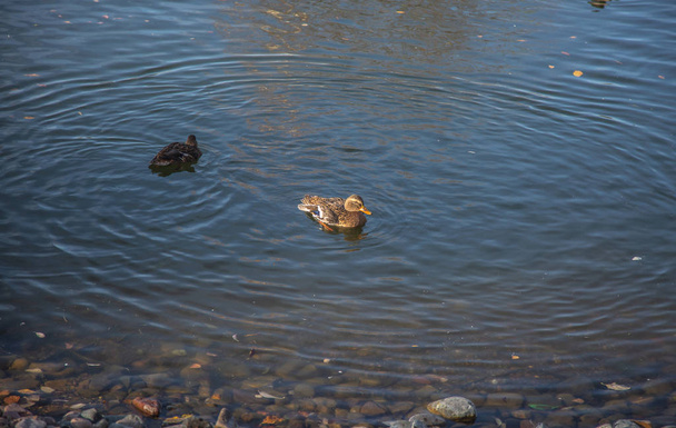 Дикі качки на відкритому повітрі, що плавають на поверхні озерної води в парку вдень
 - Фото, зображення