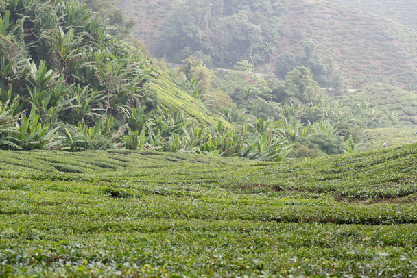 Piantagione di tè negli altopiani Cameron, Malesia - Foto, immagini
