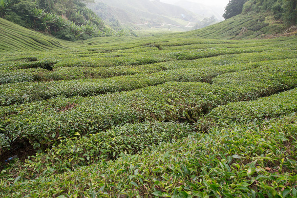 Чайная плантация в Камеронском нагорье, Малайзия - Фото, изображение