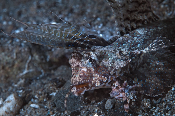 Δακτύλων dragonet (Dactylopus dactylopus) σε αναζήτηση τροφής στον πυθμένα της θάλασσας. Ambon, Ινδονησία. - Φωτογραφία, εικόνα