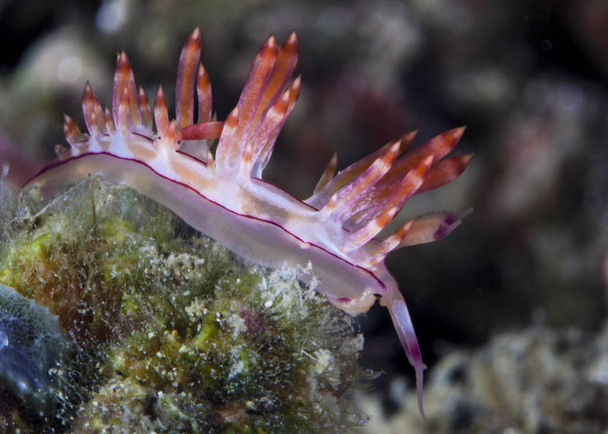 Nudibranch Flabellina rubrolineata forrajeando en arrecife de coral. Ambon Bay, Indonesia
. - Foto, Imagen