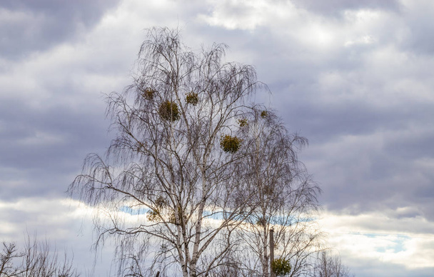 Parasito de visco em árvores, folhagem infectada
 - Foto, Imagem