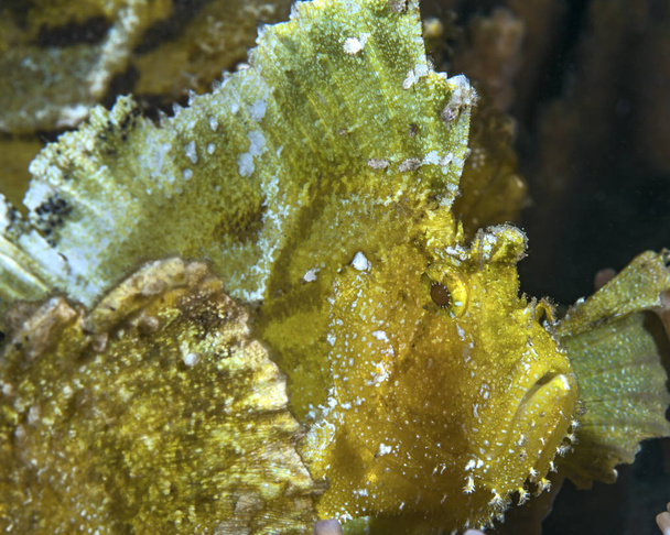 Des scorpionfish (Taenianotus triacanthus) à feuilles jaunes attendent camouflés parmi les coraux. Ambon Bay, Indonésie
. - Photo, image