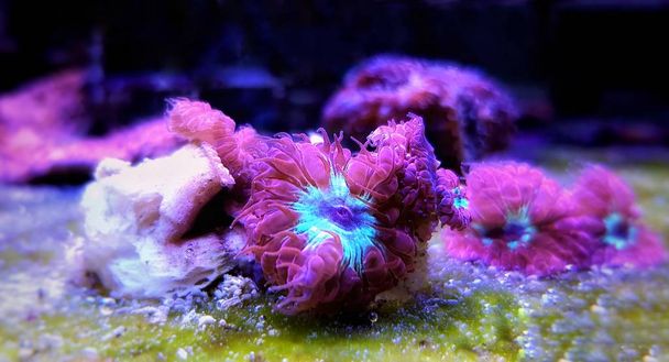 Pink Blastomussa LPS Coral, - (Blastomussa merletti) - Photo, Image