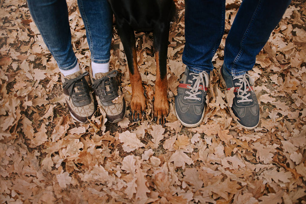 Собака добермана с хозяевами в осеннем лесу
 - Фото, изображение